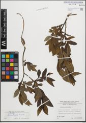 Foto von Salix pentandra L.